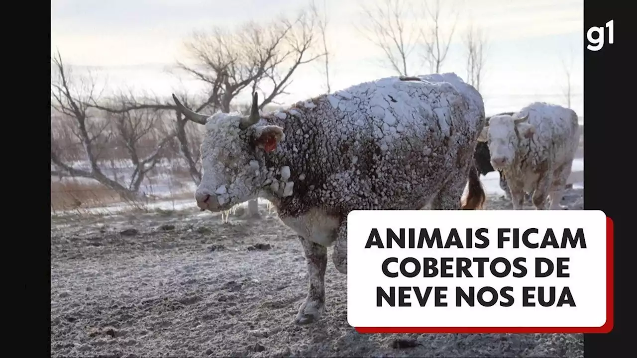 VÍDEO: Gado fica coberto de neve após nevasca nos Estados Unidos