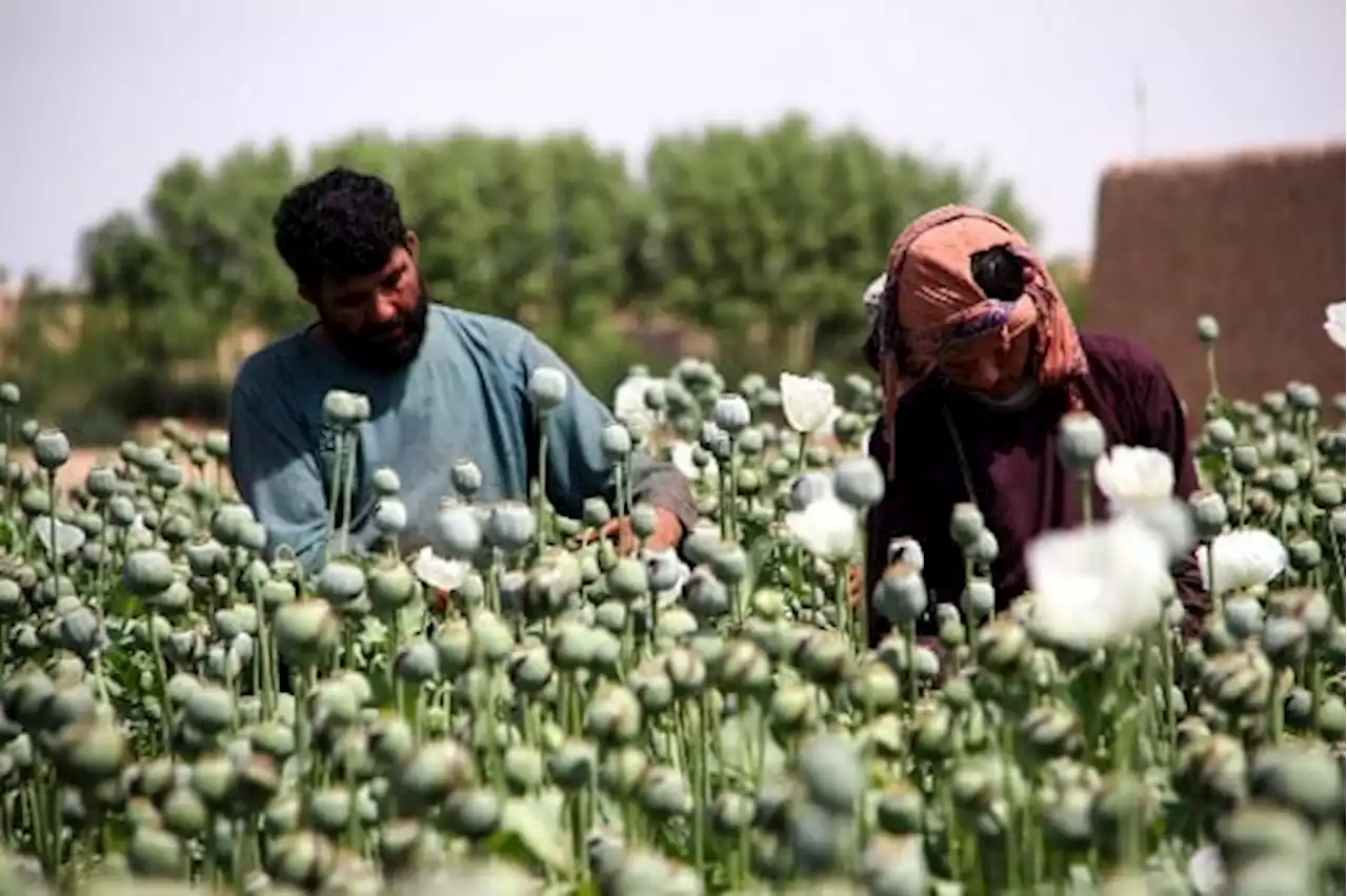 Canada police report record opium seizure at Vancouver port