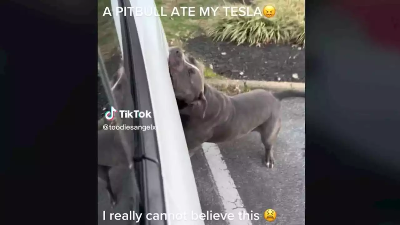 Pit Bull 'Plays' With Tesla Model 3 And Does Plenty Of Damage