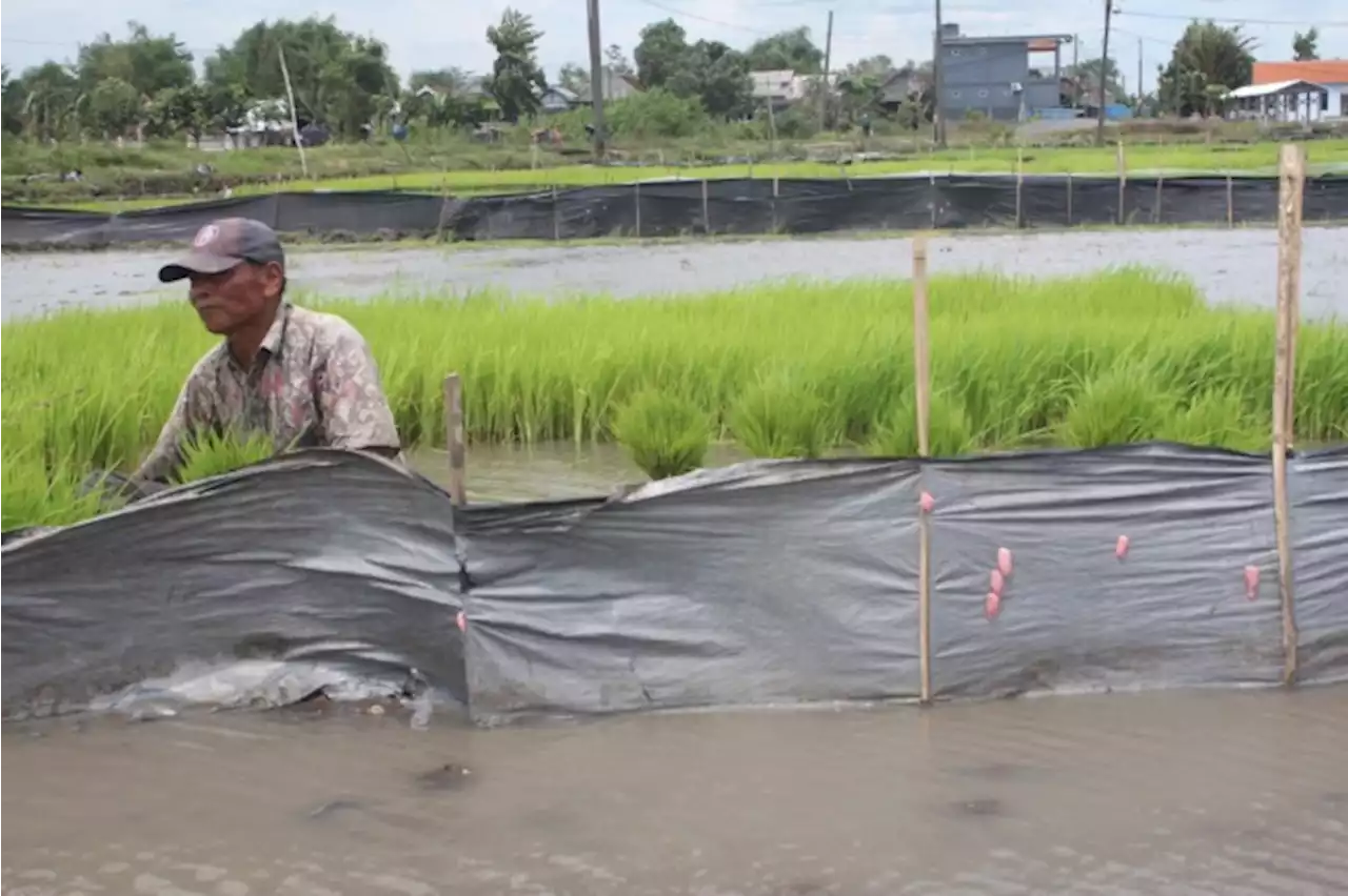 Petai Gusar, Bibit Padi Siap Tanam Malah Diserang Hama Keong