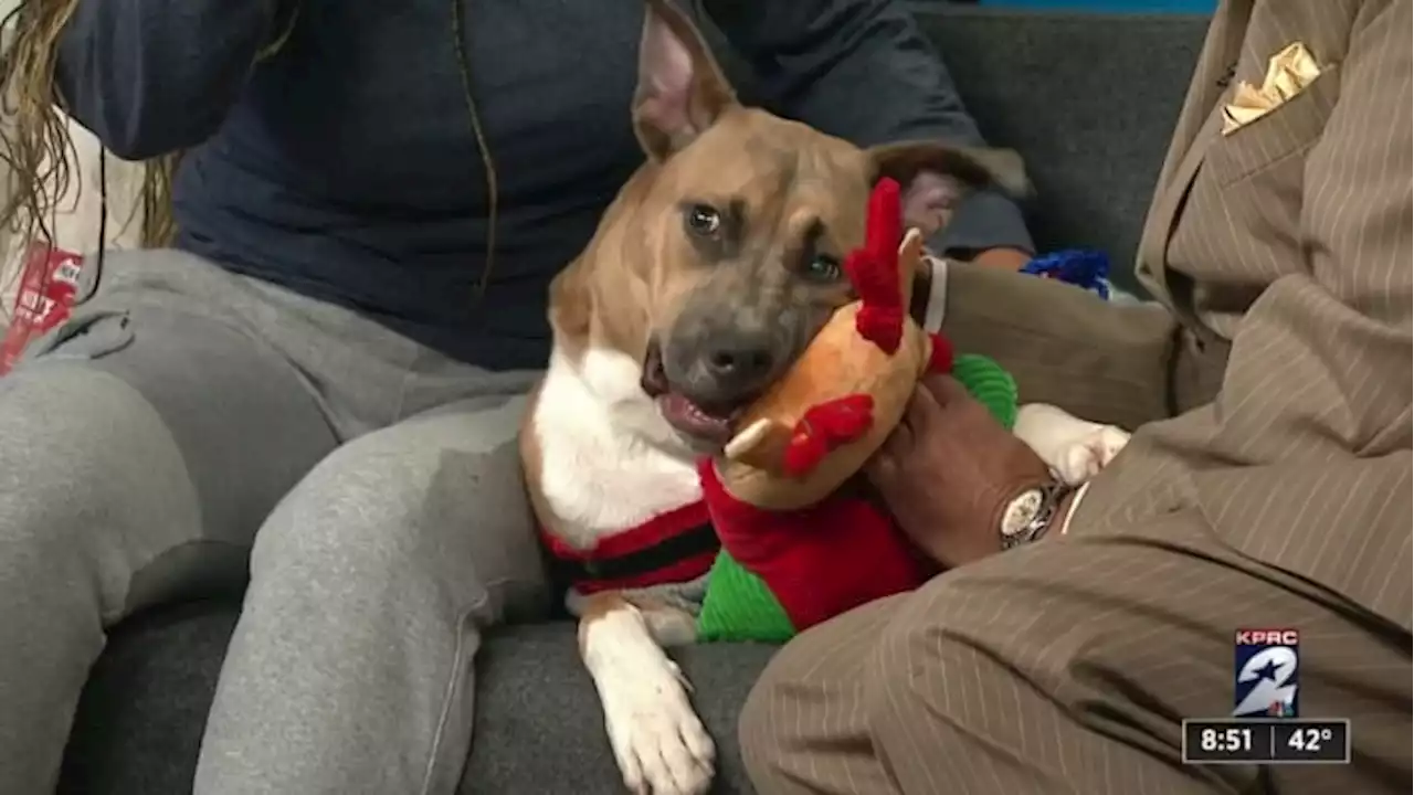 KPRC 2 Pet Project: Meet Quincy, the charming pup!