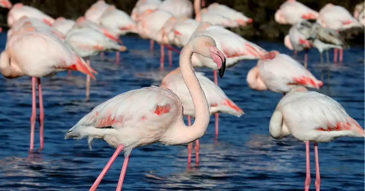 Arles : et si vous offriez un flamant rose en cadeau de Noël ?