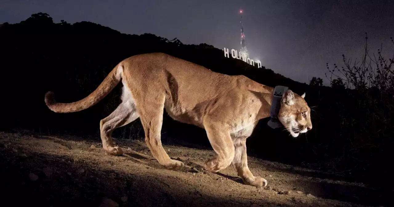 Stunning photos of L.A.'s celebrity mountain lion P-22