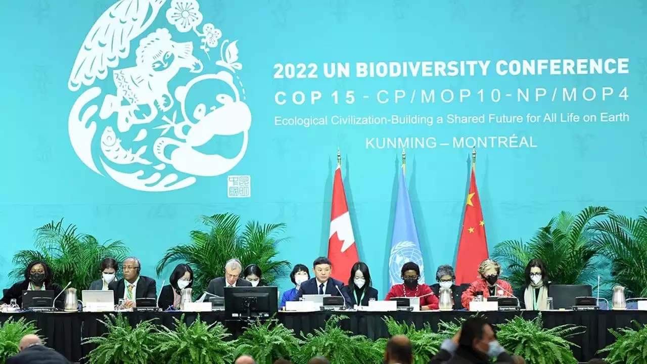 Biodiversité : un accord espéré à la COP15