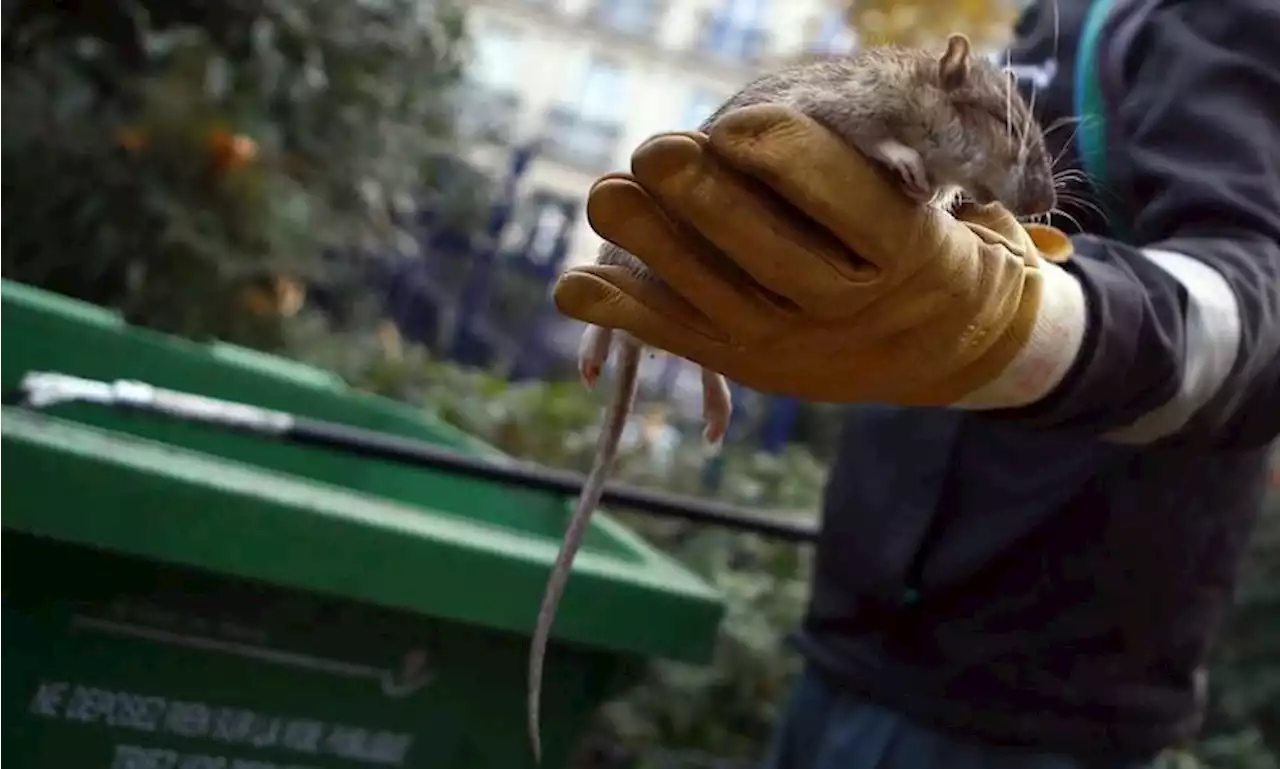 Rats : 'A Paris plus qu’ailleurs, les générations Disney confondent l’écologie avec la sensibilité animalière'