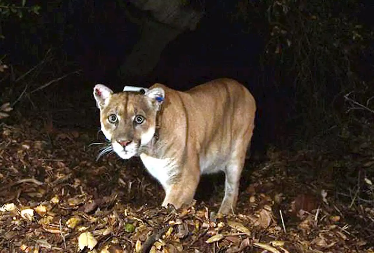 Famed L.A. cougar P-22 euthanized following health problems