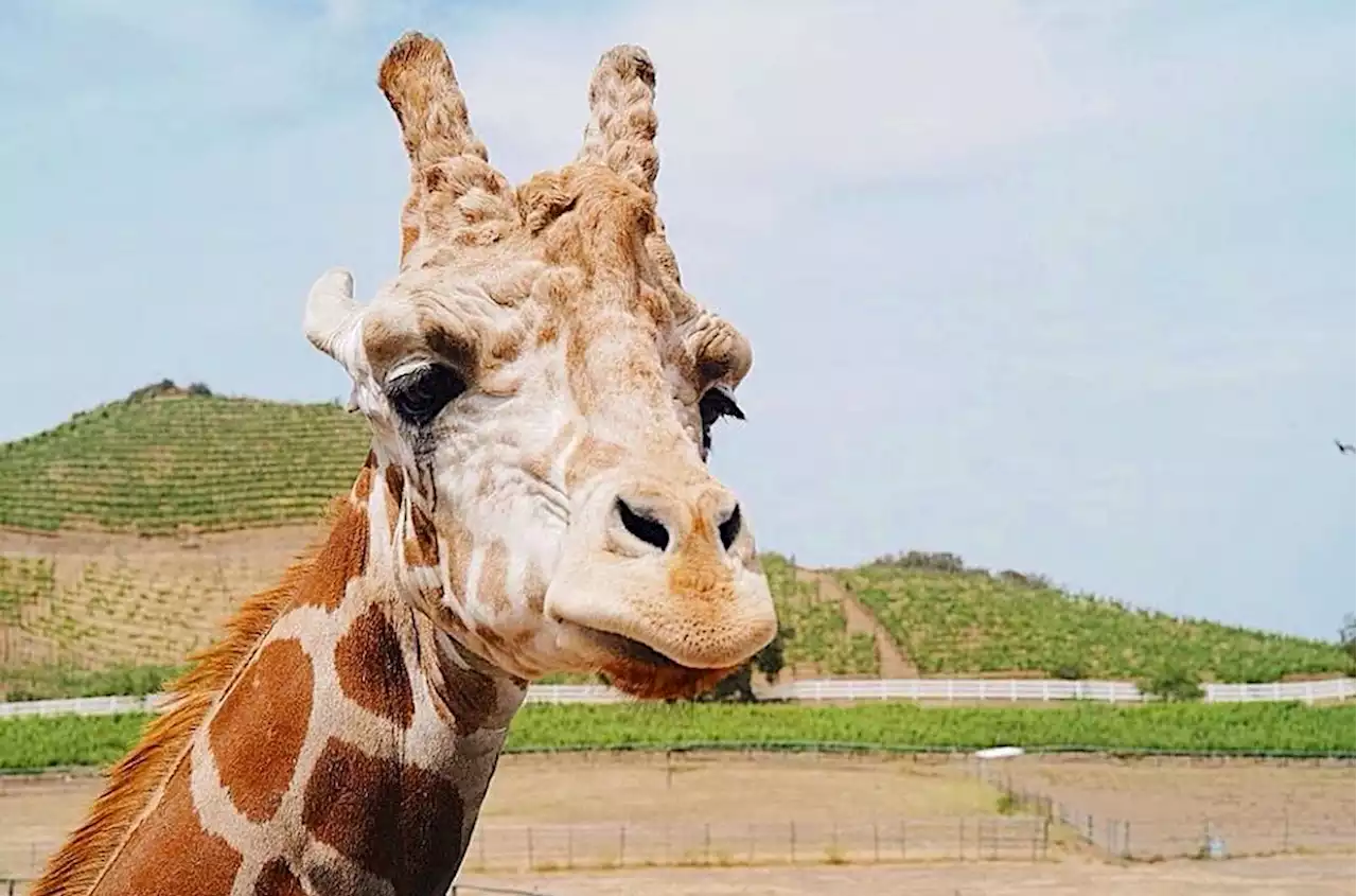 Giraffe and zebra bones seized at Virginia airport