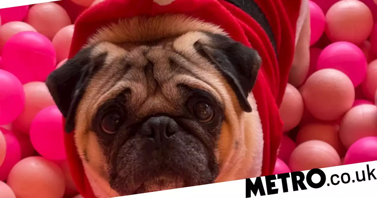 Pug café celebrates 'Pugmas' with festive fits for their four-legged friends