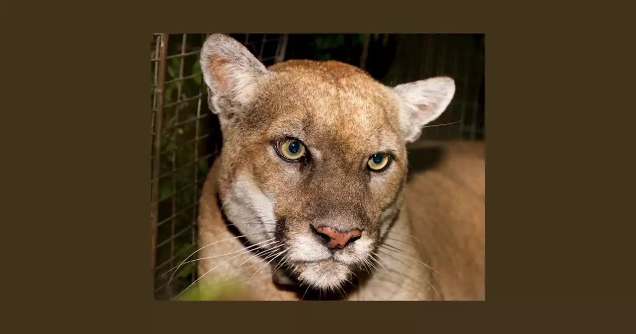 RIP, P-22: Beloved 'Hollywood Cat' mountain lion euthanized in Los Angeles