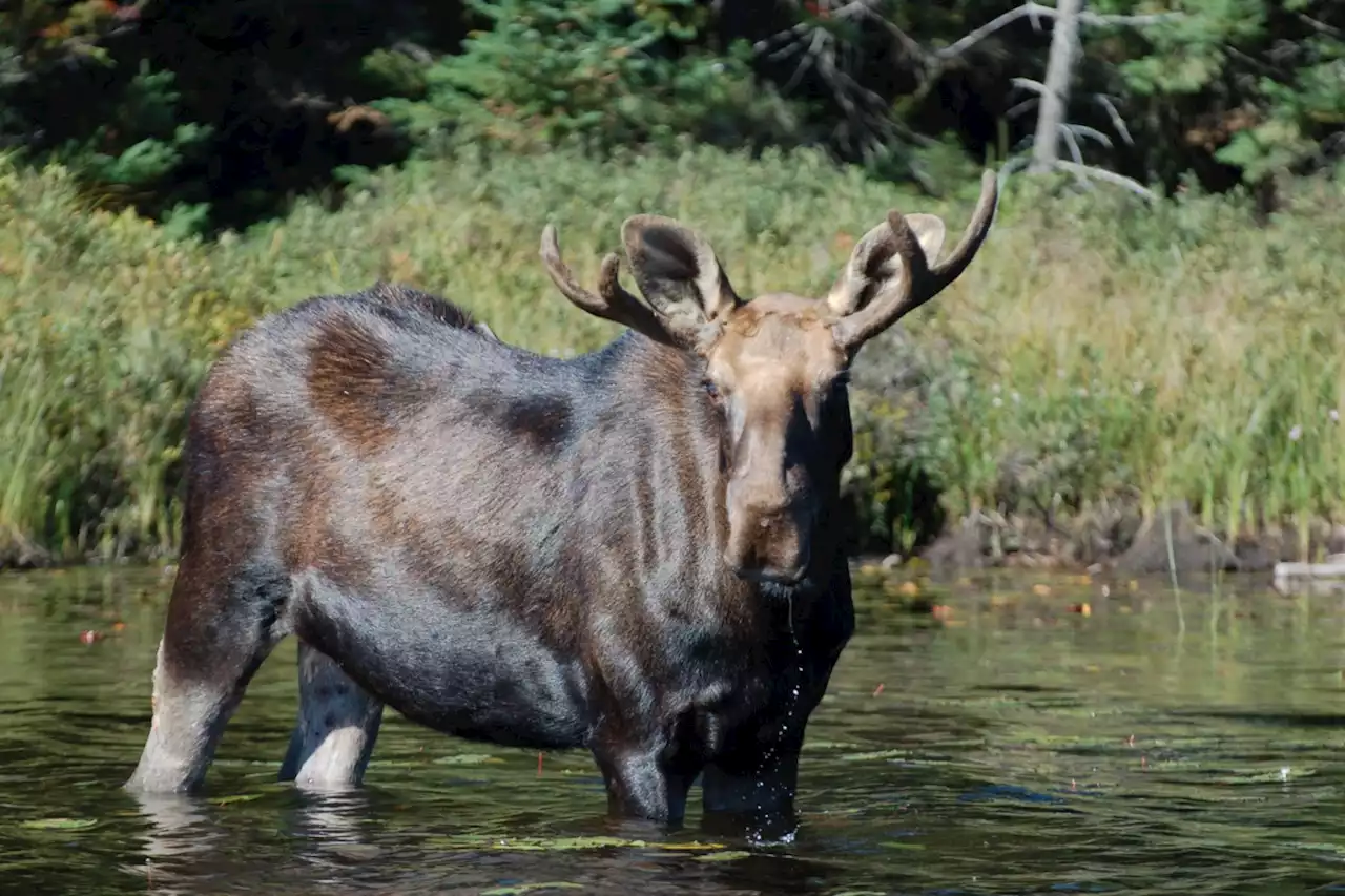 MNRF’s aerial moose survey now underway