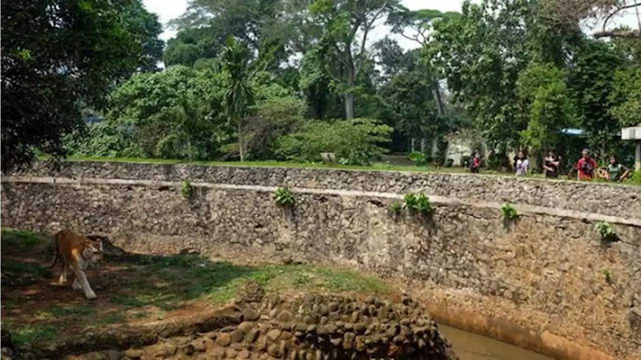 Viral Harimau Ragunan Kurus, Begini Penjelasan Pengelola