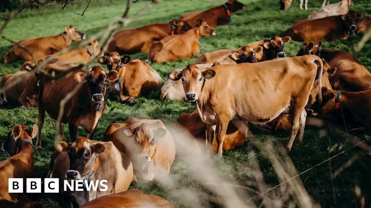 Jersey cattle: Probe into 100 unexplained deaths