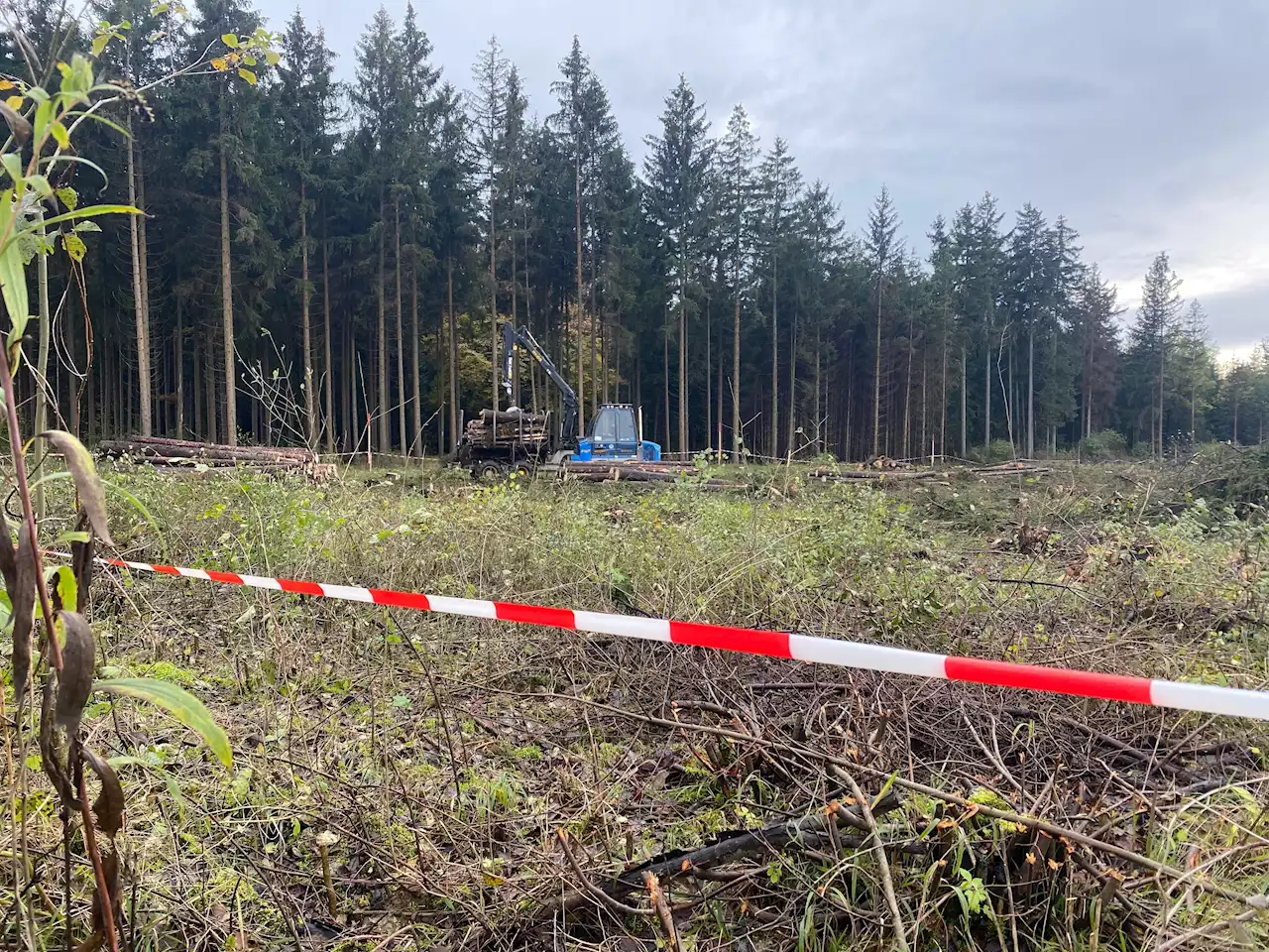 Bannwald-Rodung bei Stahlwerken vor Gericht