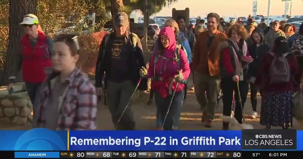 Dozens gather for hike in Griffith Park to remember P-22, the Southland's beloved big cat