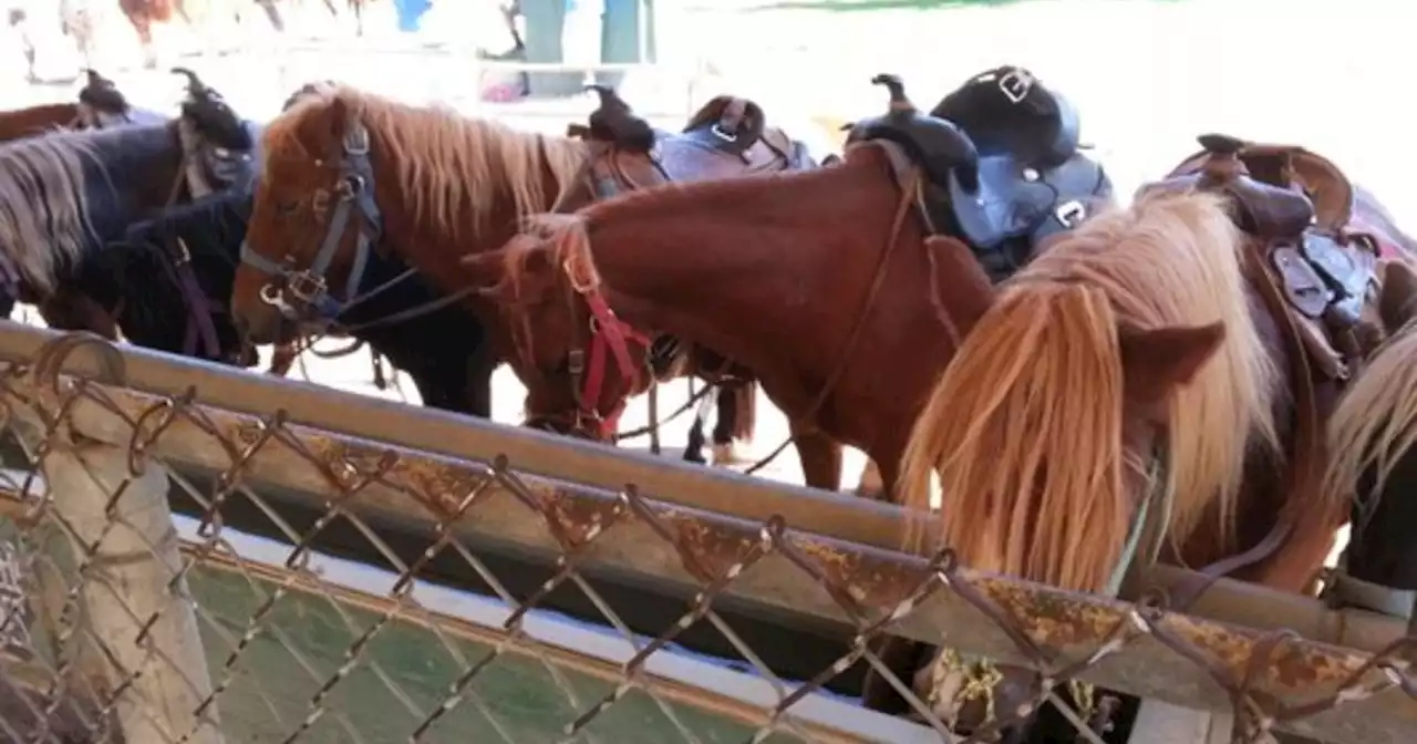 Protestors square off over final weekend of operation for Griffith Park Pony Rides