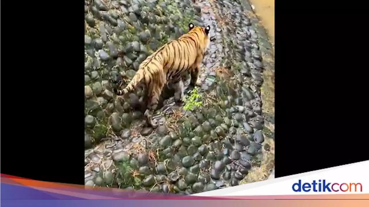 Animal Defender Tak Puas Penjelasan TMS Ragunan soal Harimau Juve Kurus