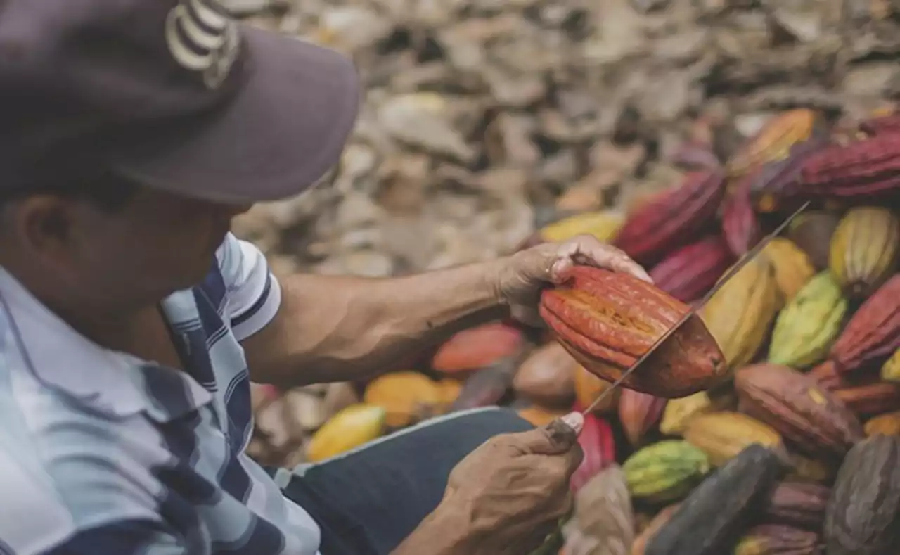 El cacao colombiano estará en International Cocoa Awards 2023