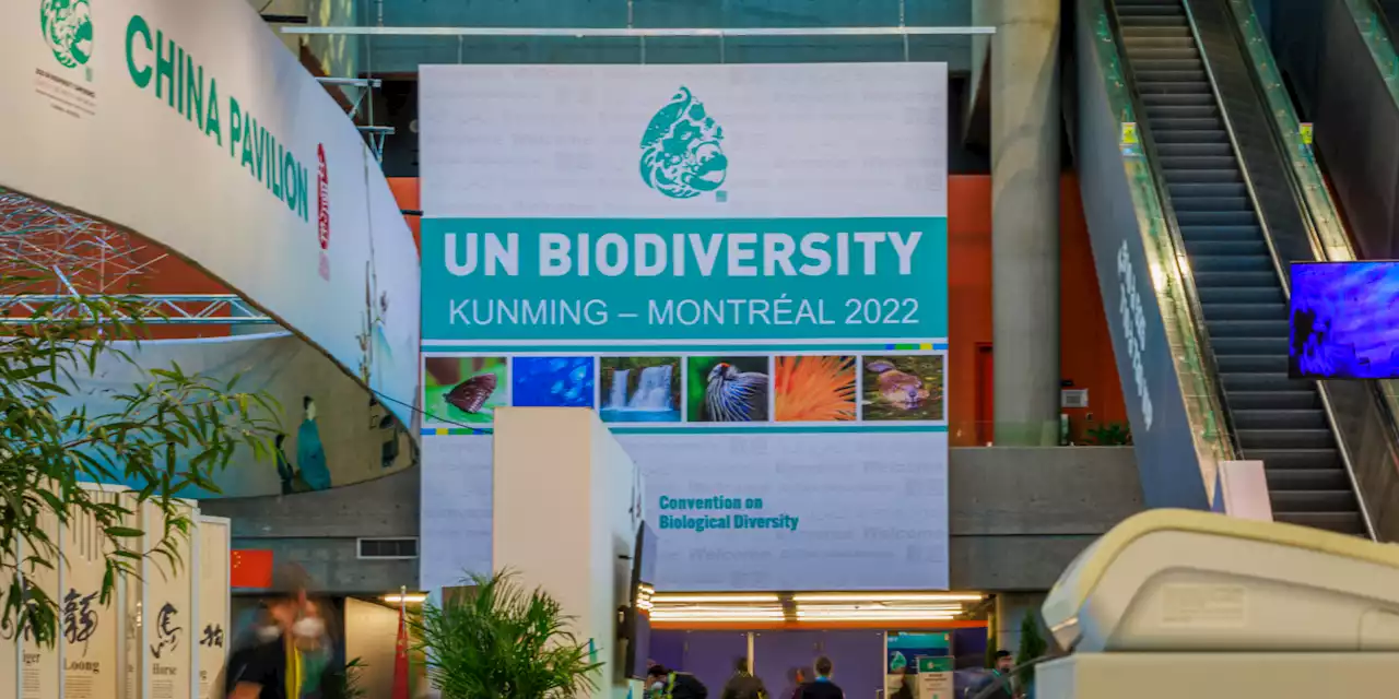 COP15 : plus de 190 États adoptent un accord historique sur la biodiversité