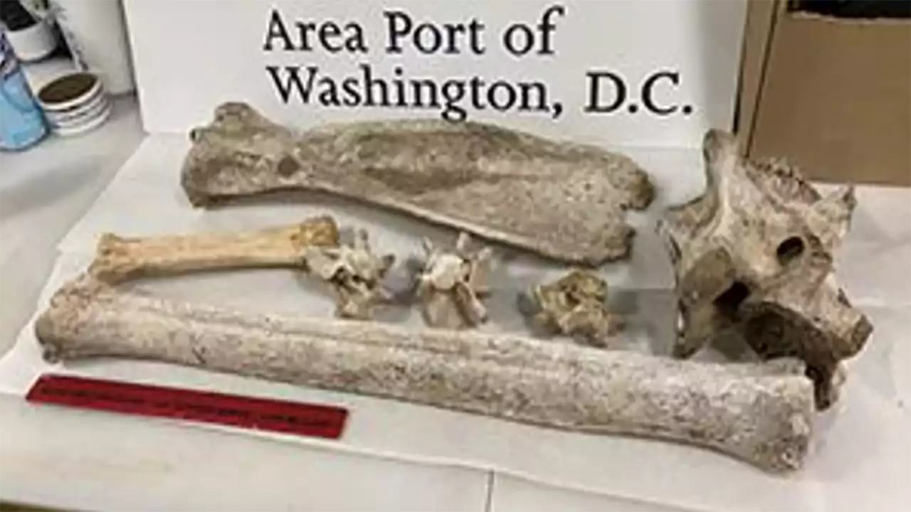 Virginia woman stopped by airport security bringing giraffe and zebra bones back from Kenya