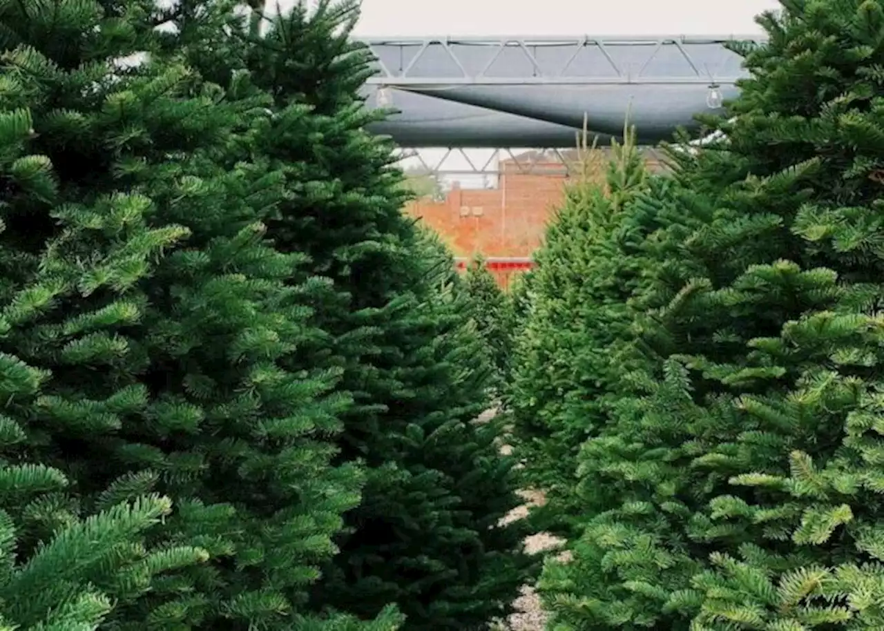 Buchanan’s Native Plants is giving away free Christmas trees starting Monday