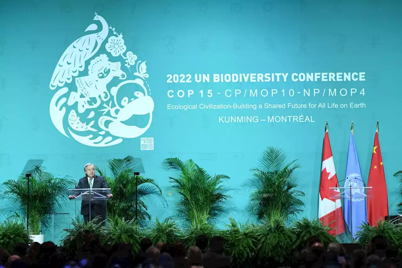 COP15 de Montréal : un accord historique sur la biodiversité approuvé