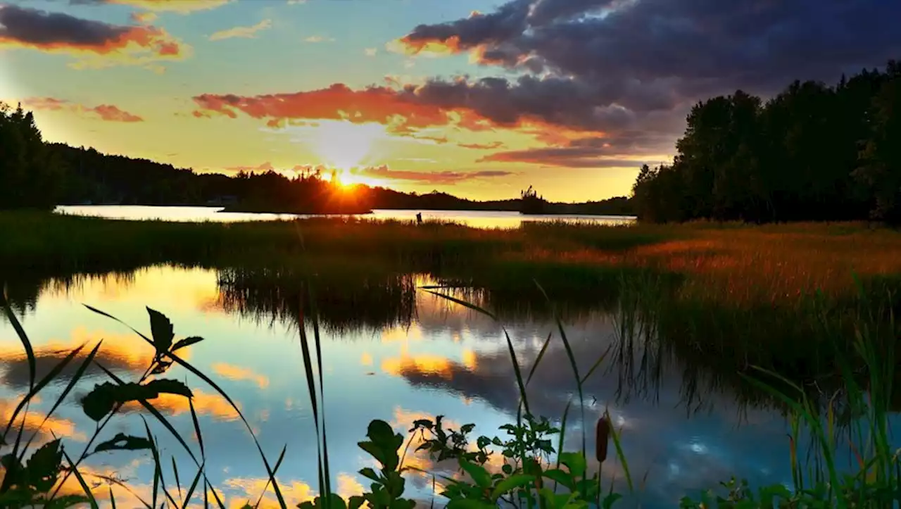 COP15 de Montréal : les pays du monde entier adoptent un accord historique sur la biodiversité