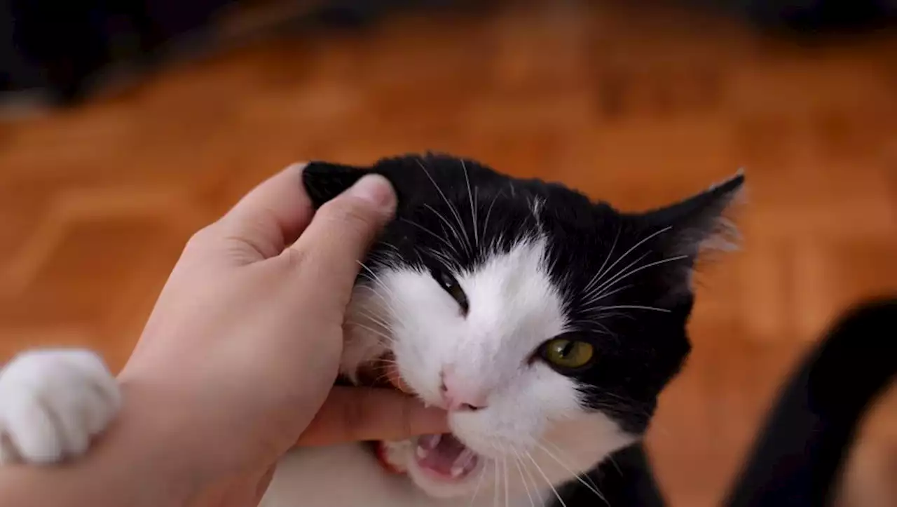 Une bactérie 'mangeuse de chair' : mordu par son chat, un homme décède