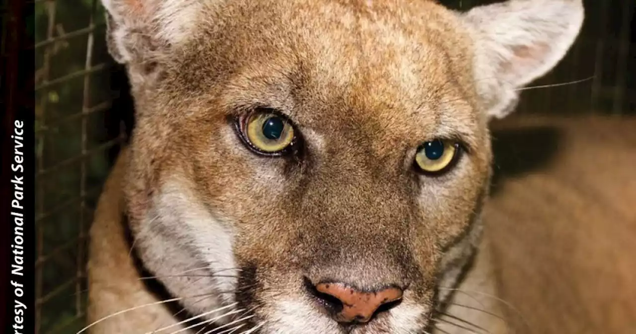 Why Angelenos Are Grieving P-22, Our Beloved Celebrity Cougar