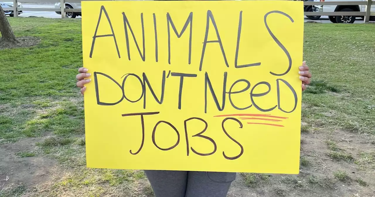 Activists protest Griffith Park Pony Rides on the attraction's final weekend