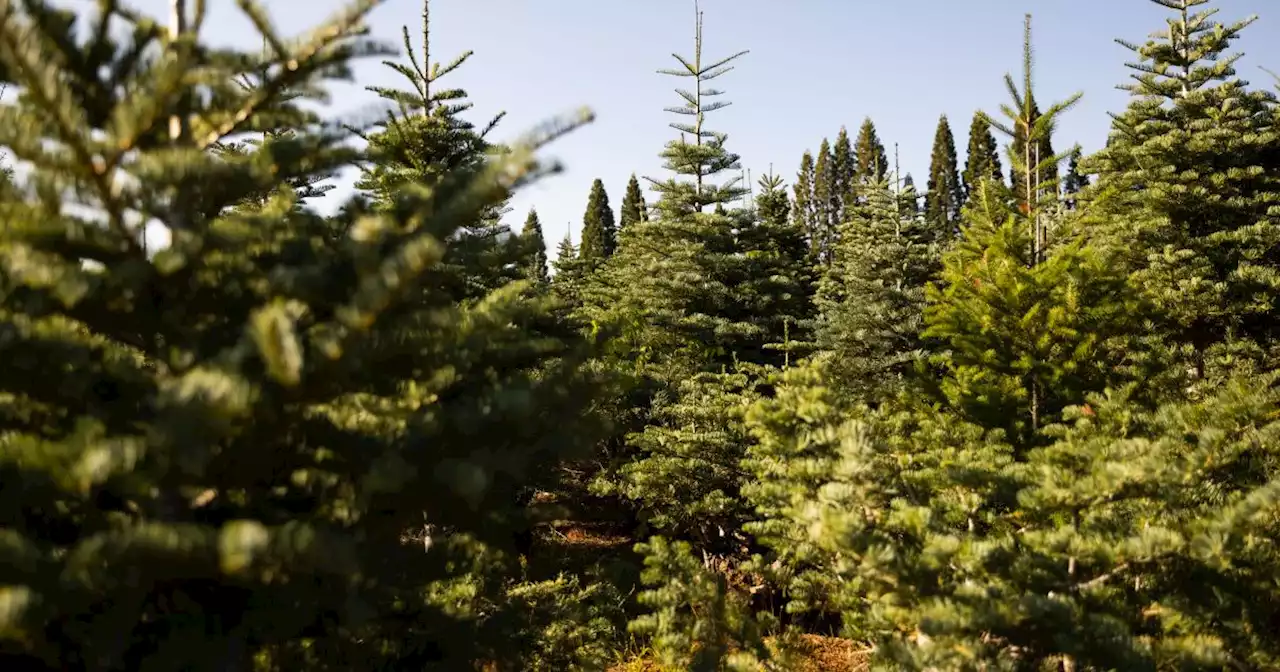 Op-Ed: The holidays don’t have to be stressful. That's what a potted Christmas tree taught my family