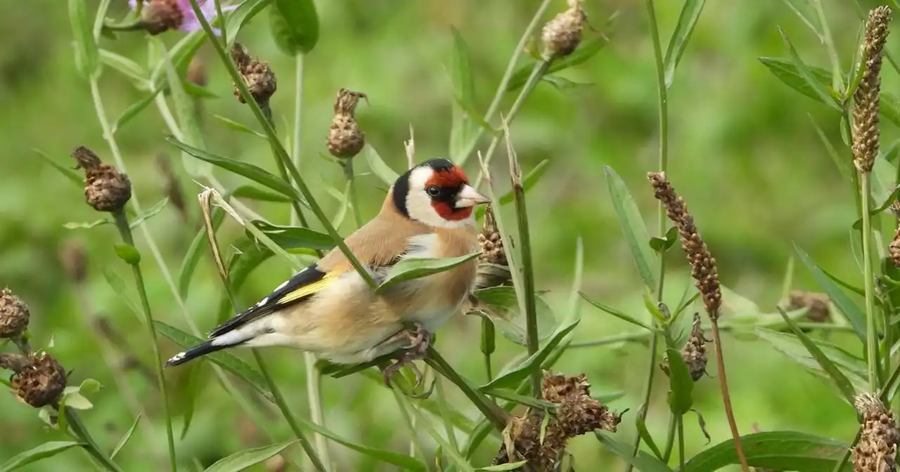 COP15 de la biodiversité : quelles sont les espèces menacées en France ?