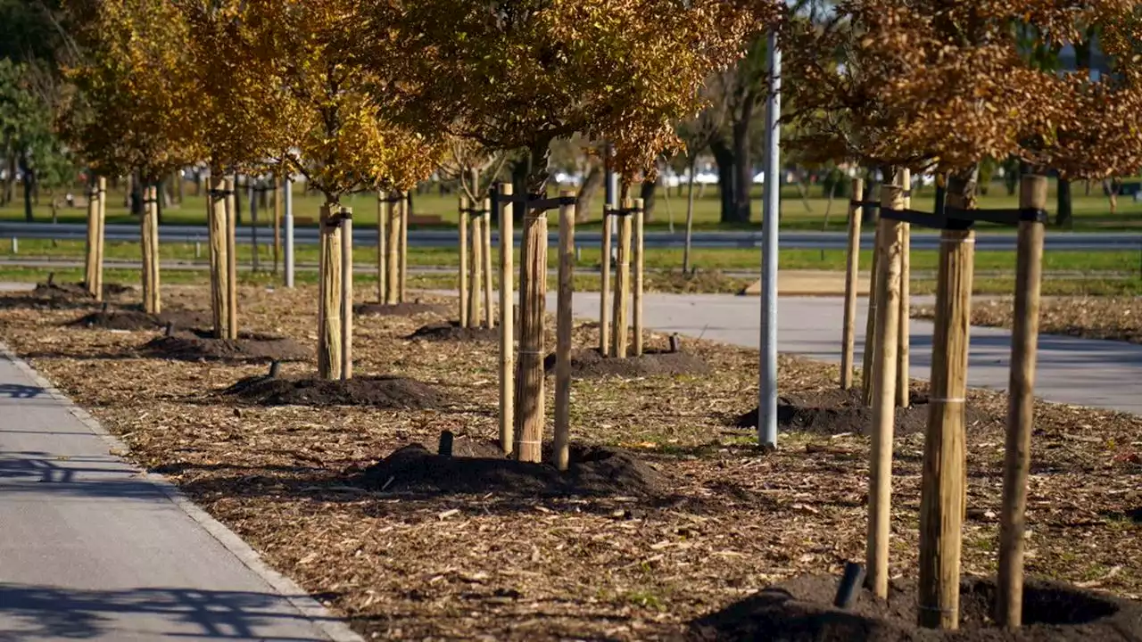 Neuf communes de Seine-Saint-Denis s'engagent à planter 20.000 arbres en 4 ans