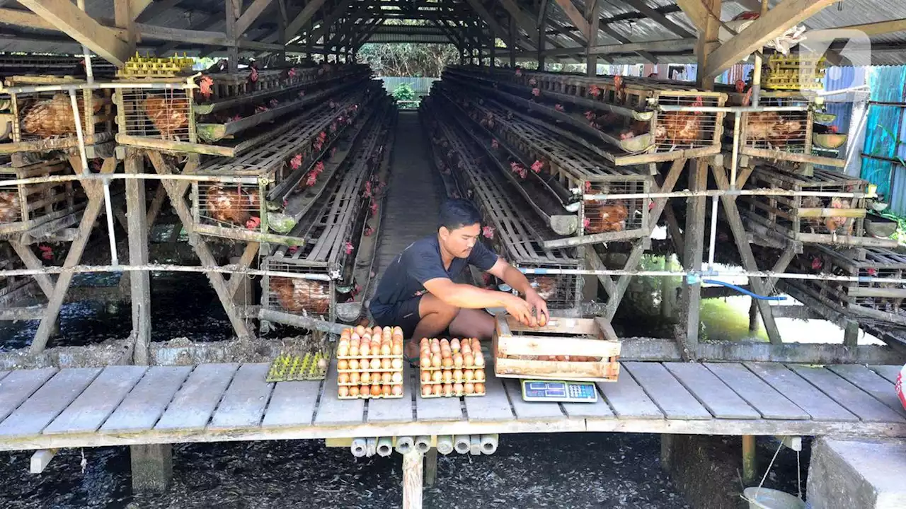 Tak Terkendali, Harga Telur Ayam Diramal Cetak Rekor Termahal dalam Sejarah