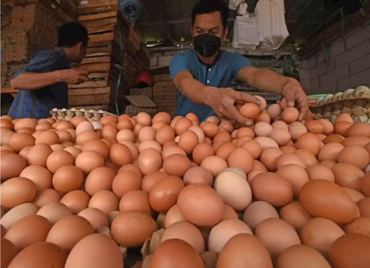 Jelang Libur Nataru, Harga Telur Ayam Di Kota Sukabumi Terus Turun