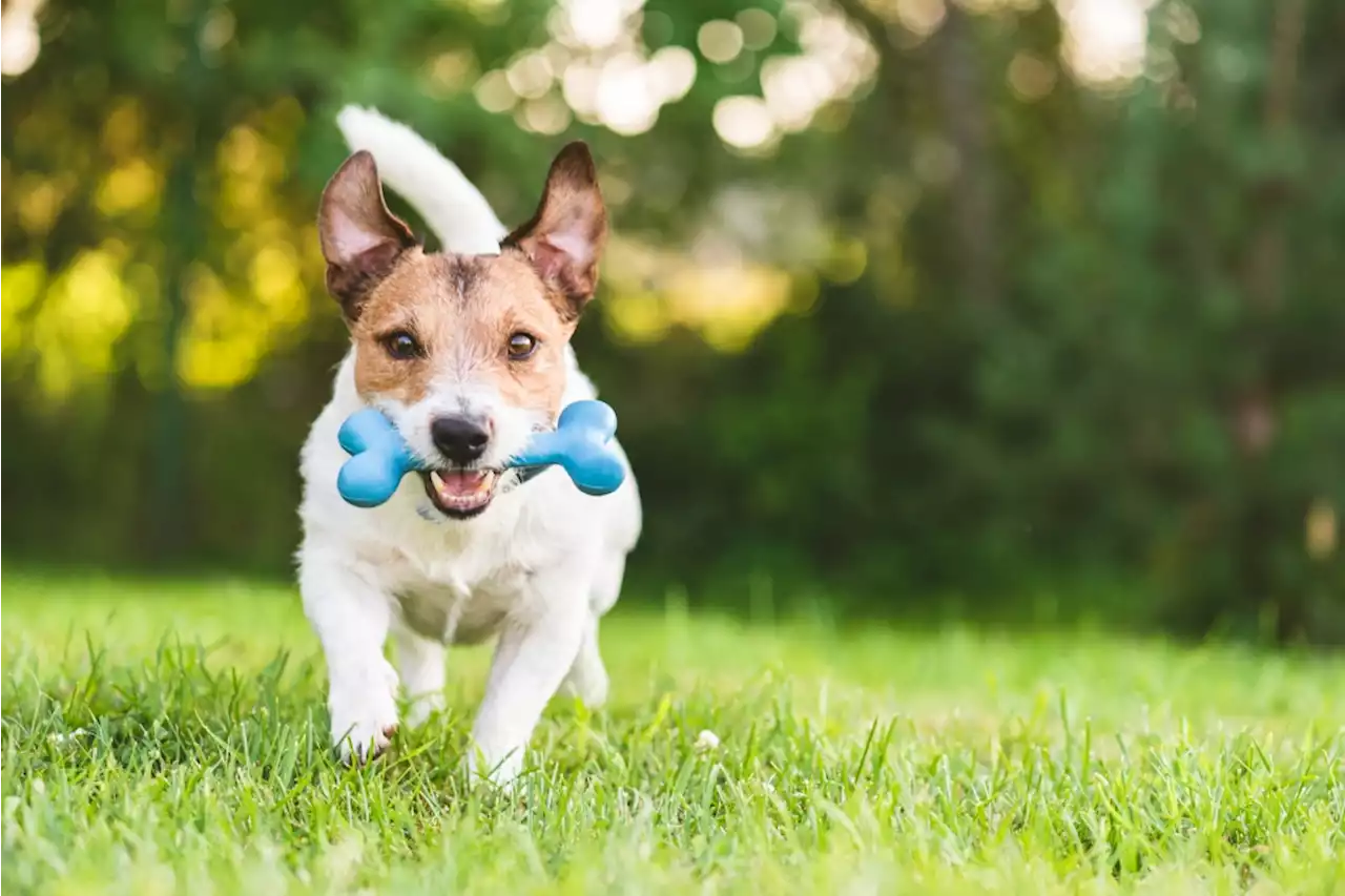 Is chewing on antlers harming a Los Gatos puppy’s teeth?