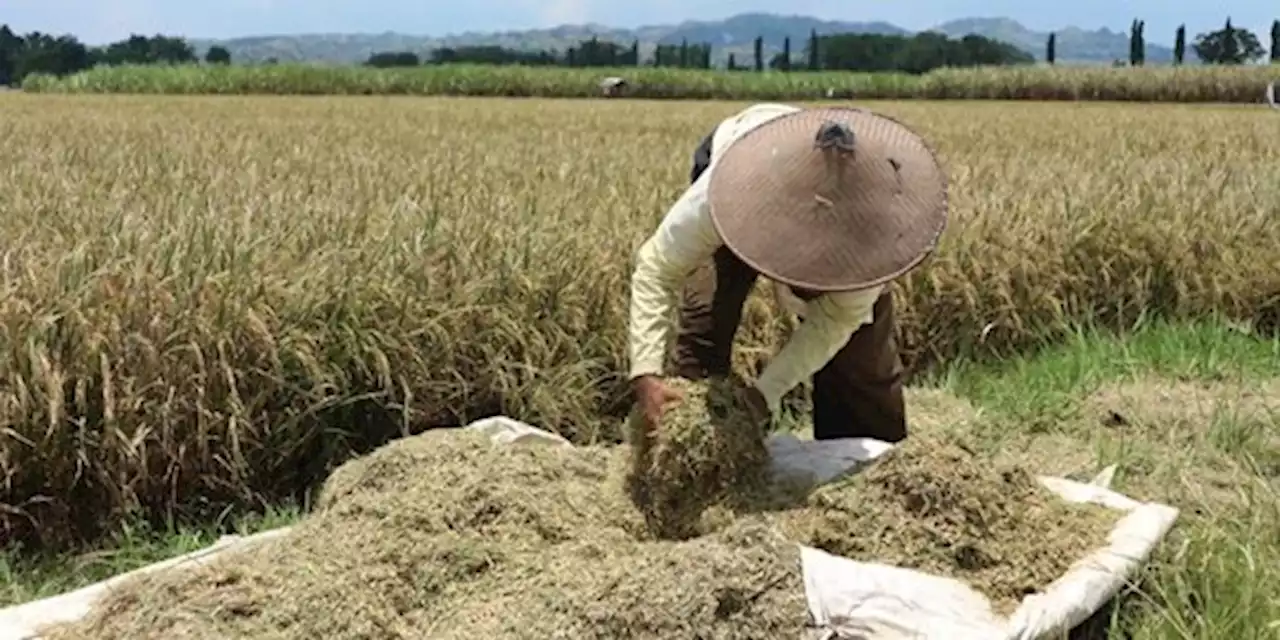 Laporan Bank Dunia, Harga Beras di Indonesia Termahal se-ASEAN | merdeka.com