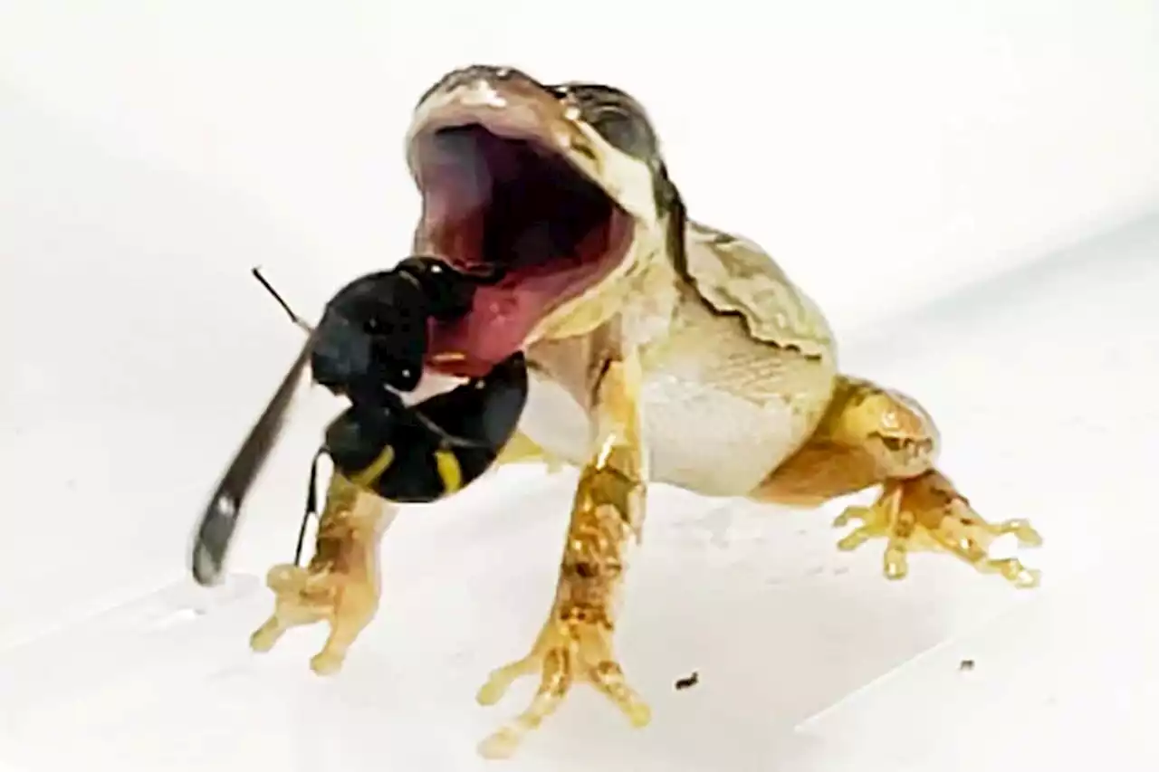 Male wasps use spiky genitals to defend themselves from predators