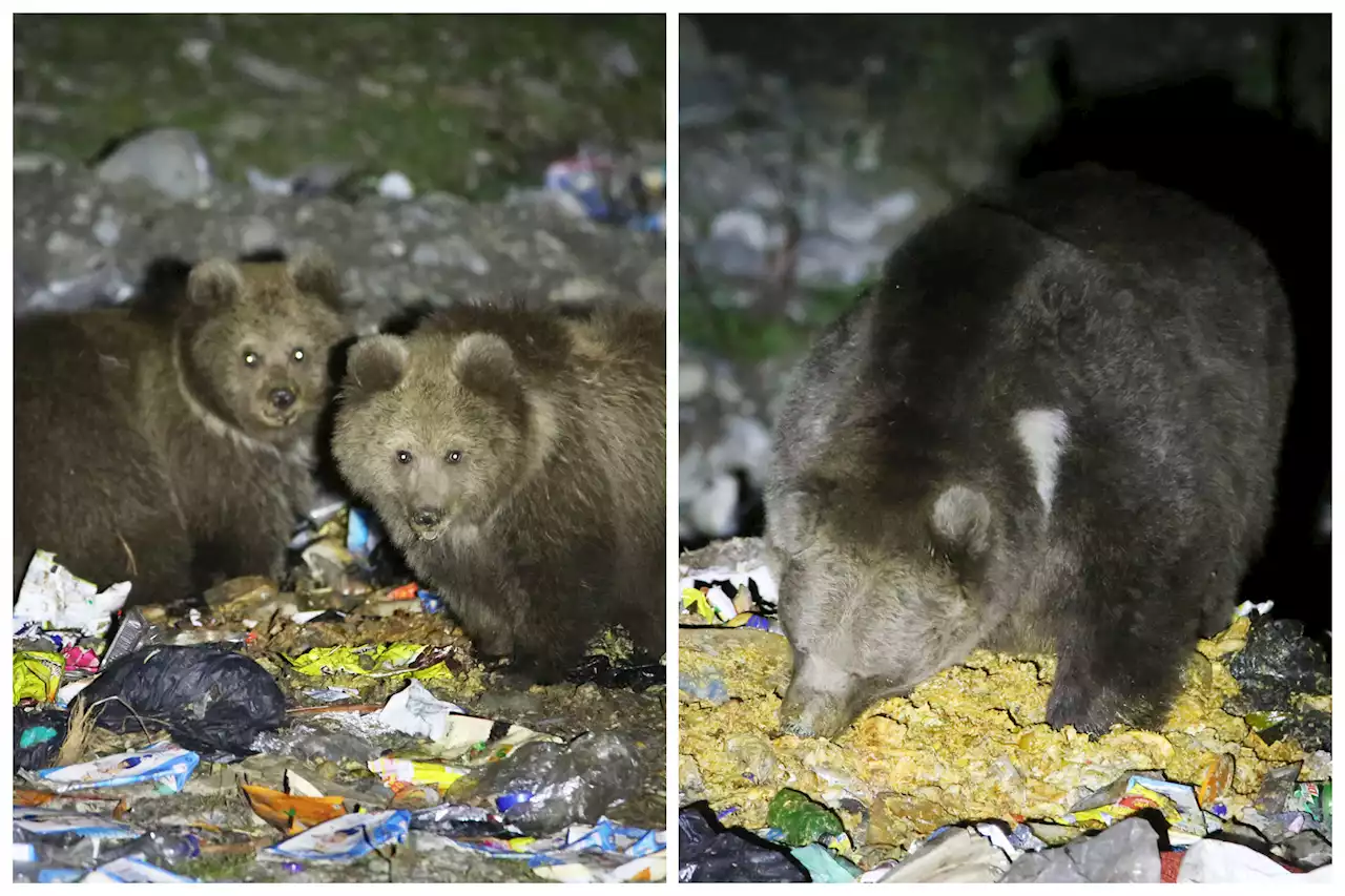 Shocking pics of critically endangered brown bears living on garbage dump