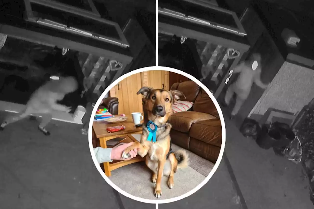 Moment 'hero dog' scares away would-be intruder caught on CCTV