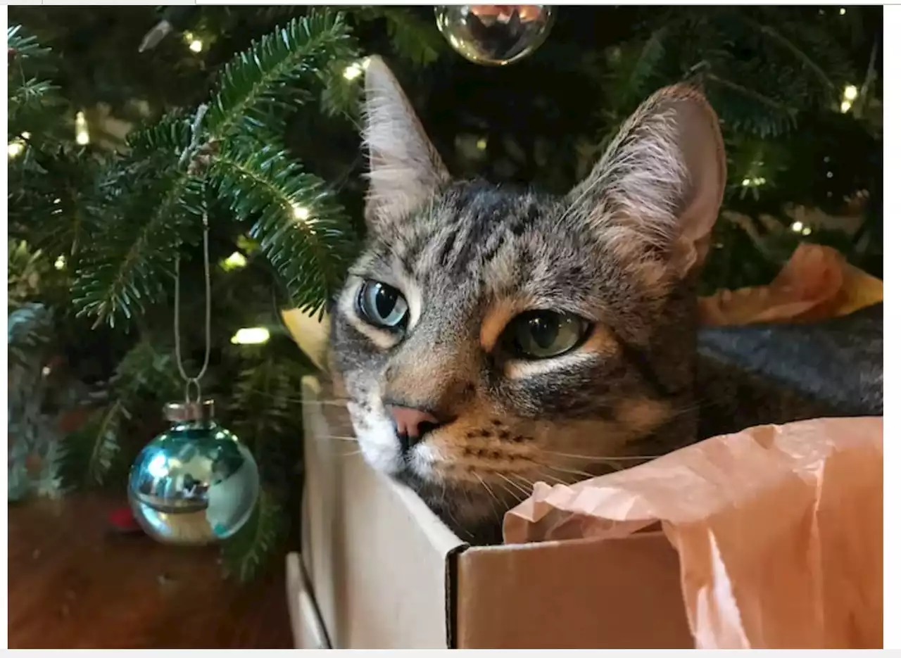 Holiday foods can be toxic to pets: here’s why | Opinion