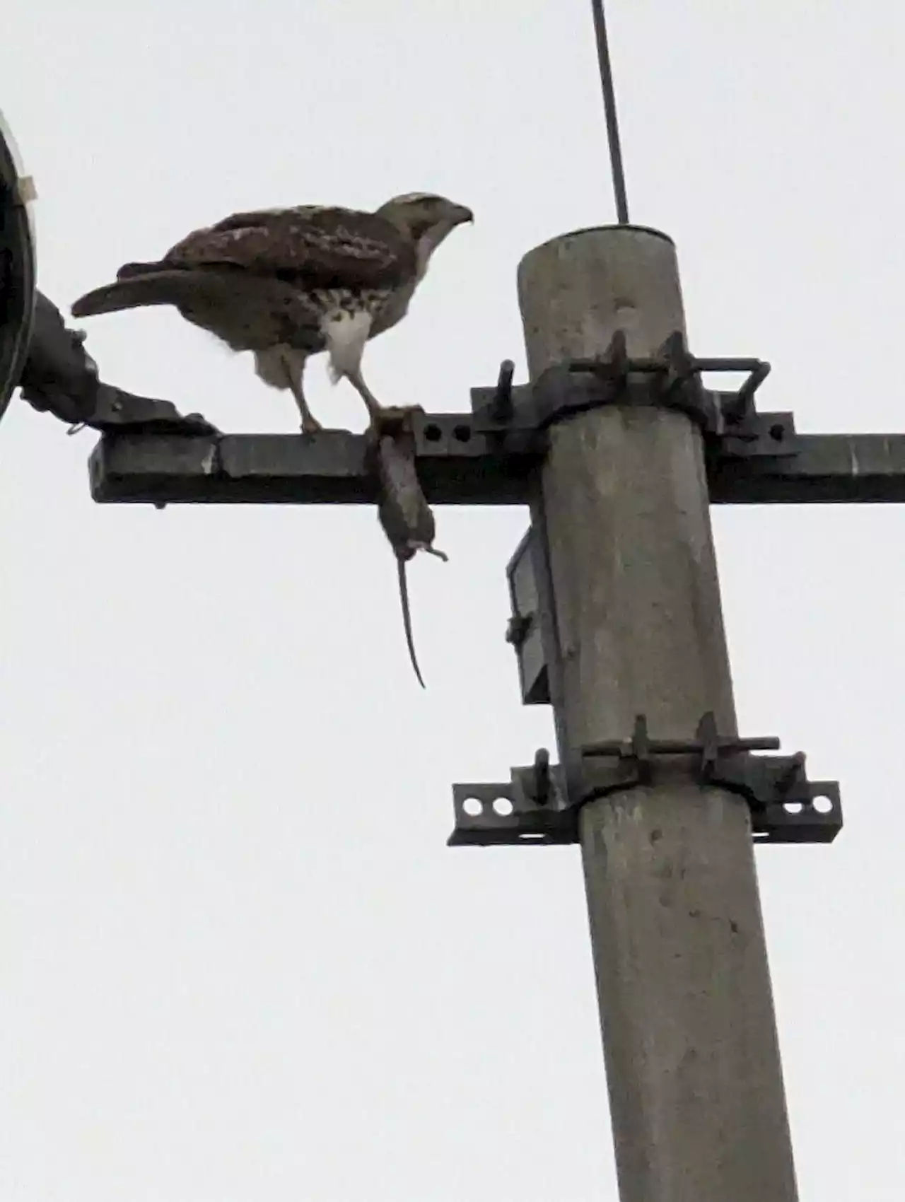 Today* in Hawks around Town - PoPville