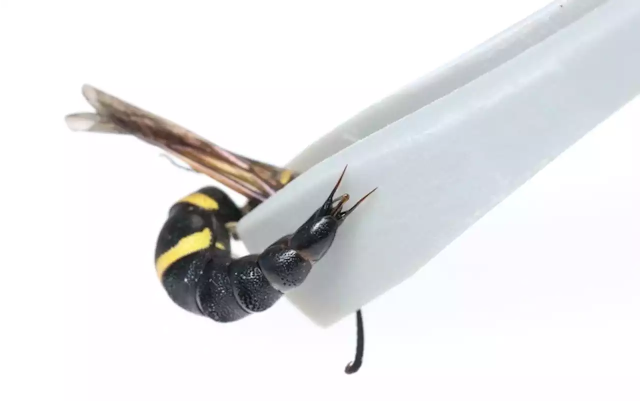 These Male Wasps Use Genital Spines to Scare Off Attackers