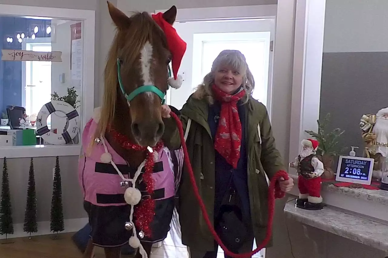 Junior the painting horse brings cheer to seniors in Sault Mich.