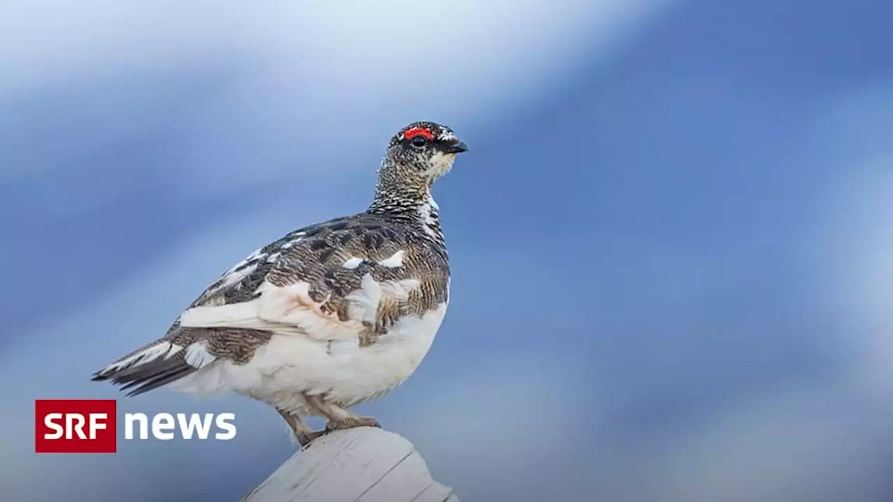 Nach dem Weltnaturgipfel - Klimawandel bringt auch Schweizer Tiere unter Druck