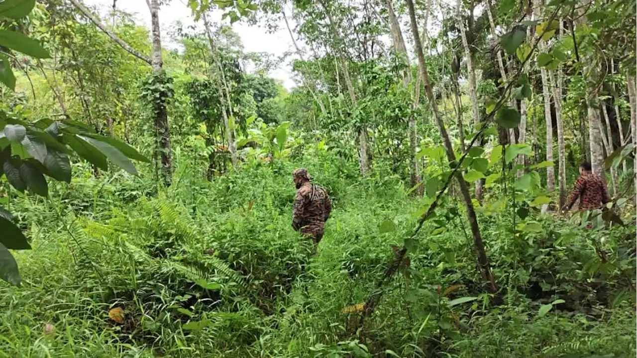 Authorities launch search and rescue operation to find hiker lost on Gunung Pulai