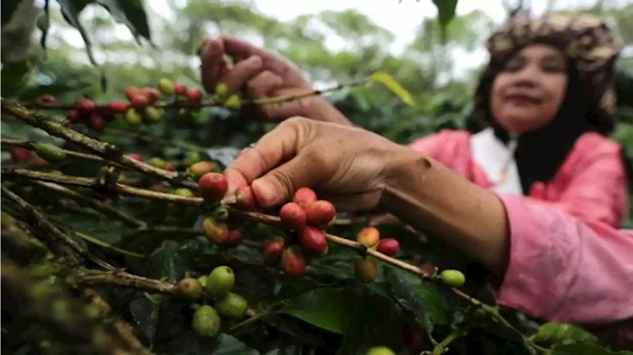 AS Bantu 14 Ribu Petani Kopi di Aceh, Jawa Timur dan Sumatera Utara