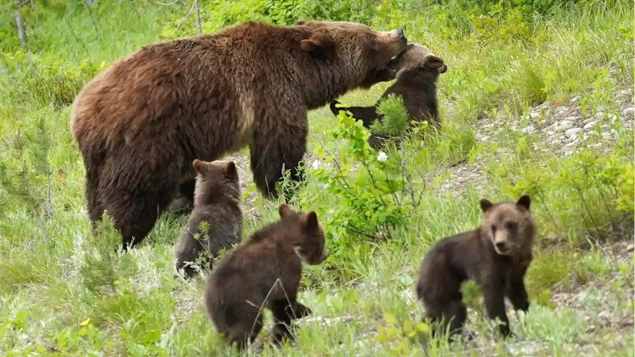 Locals Pissed the Feds Wants to Bring Wild Grizzlies Back