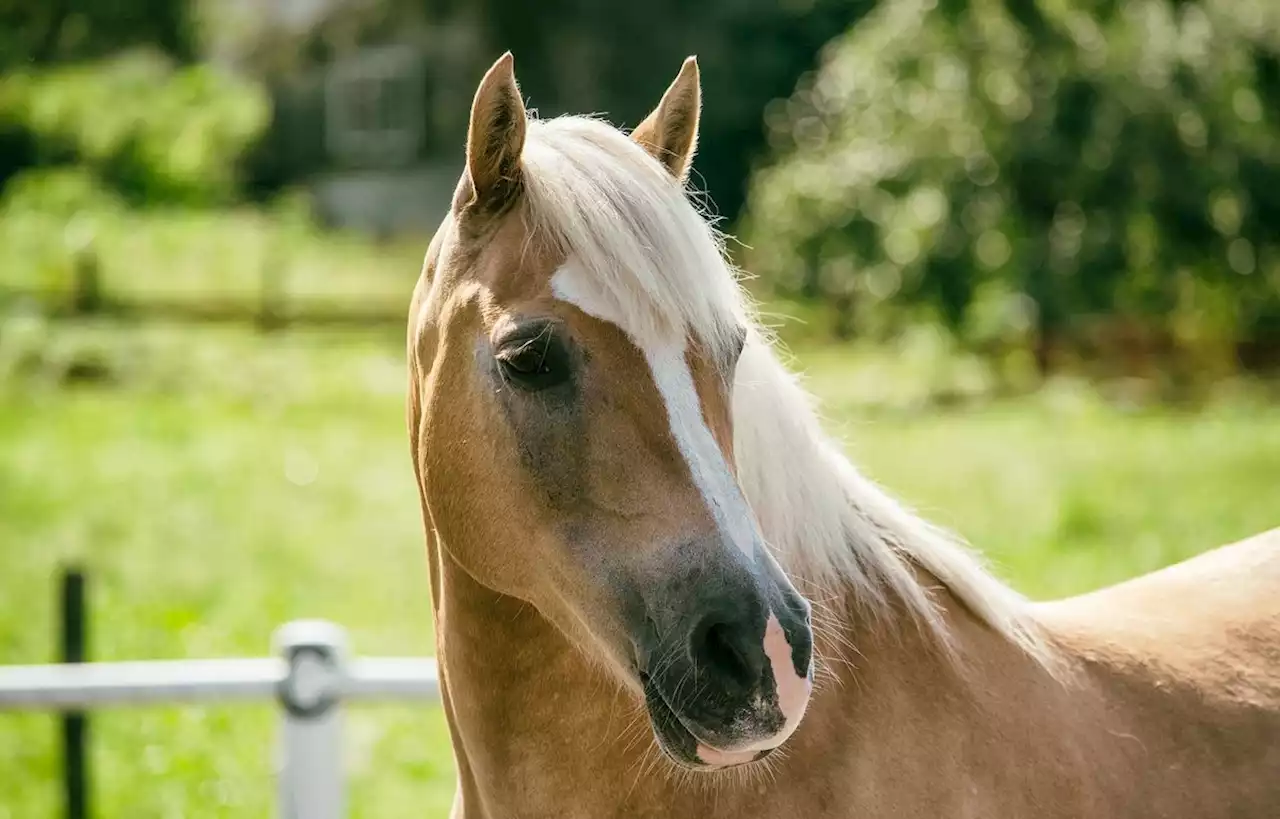 Un cheval aveugle sauvé après une chute dans un cours d’eau de la Marne