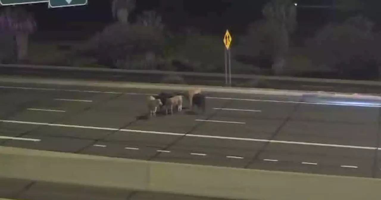 VIDEO: Loose cattle stop traffic on Loop 101 near Glendale Avenue