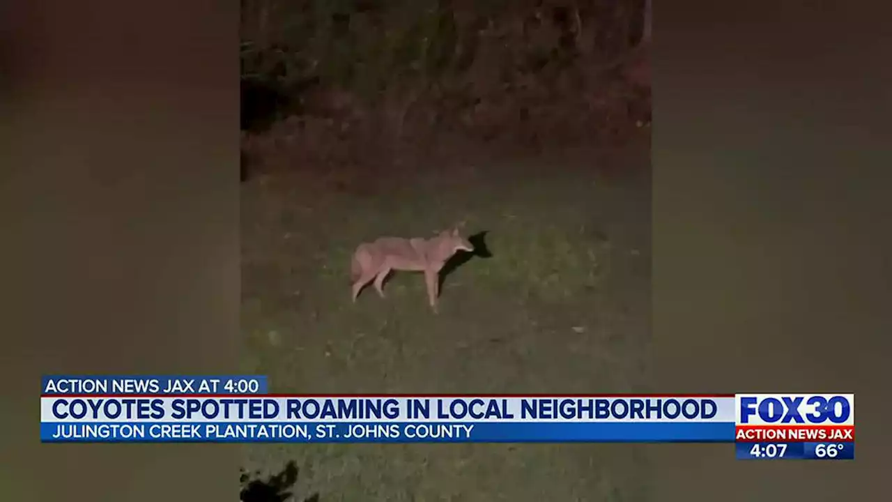 ‘Hate to hear that’: Neighbors react to reported coyote attack on dog in Julington Creek Plantation